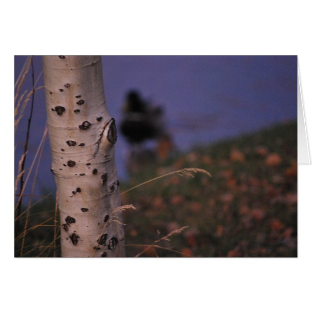 Aspen au printemps (Devant horizontal)