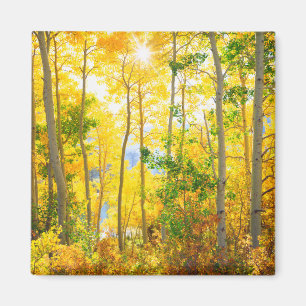 Aspen-bomen in de Herfst   Sierra Nevada bergen, C Magneet