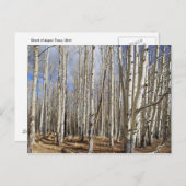 Aspen Bomen in Winter Briefkaart (Voorkant / Achterkant)