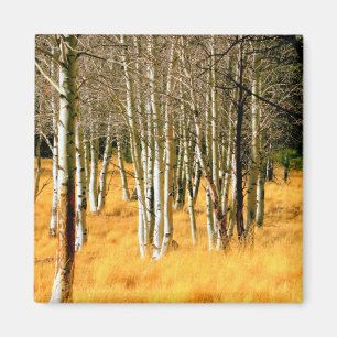 aspen bomen magnet magneet
