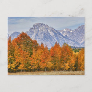 Aspen bomen met de bergketen Teton Briefkaart