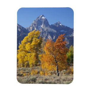 Aspen bomen met de Teton-bergketen Magneet