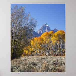 Aspen bomen met de Teton-bergketen Poster