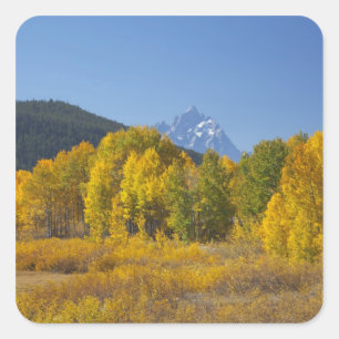 Aspen bomen met de Teton-bergketen Vierkante Sticker