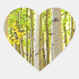 Aspen boom bos herfst tijd portret hart sticker