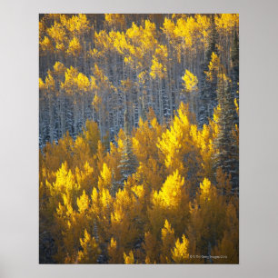 Aspen boomgaarden in valkleuren en nieuwe poster