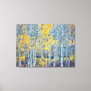 Aspen Forest Canvas Afdruk