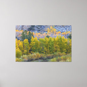 Aspen Forest in de herfst Canvas Afdruk