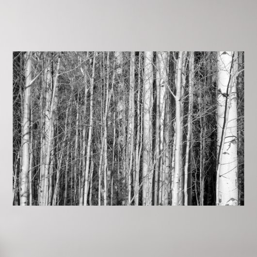 Aspen Forest Poster (Voorkant)