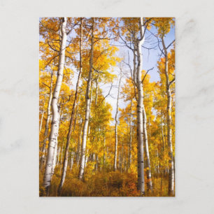 Aspen Groove Yellow Fall Leaves Briefkaart