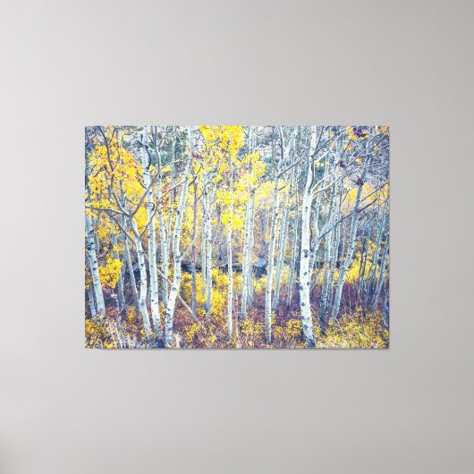 Aspen Grove Canvas Afdruk (Voorkant)