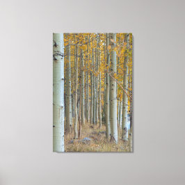 Aspen Grove in de herfst Canvas Afdruk
