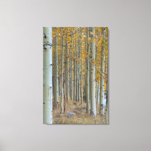 Aspen Grove in de herfst Canvas Afdruk