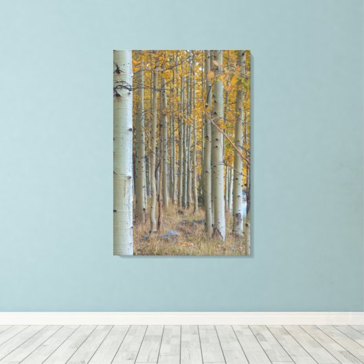 Aspen Grove in de herfst Canvas Afdruk (Insitu (Houten vloer))