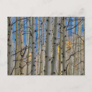 Aspen Groves   Rocky Mountains Colorado Briefkaart