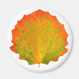 Aspen herfstblad magneet
