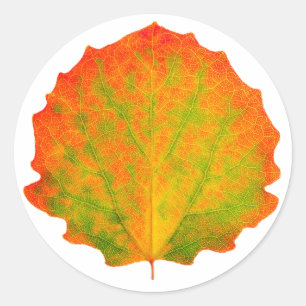 Aspen herfstblad ronde sticker