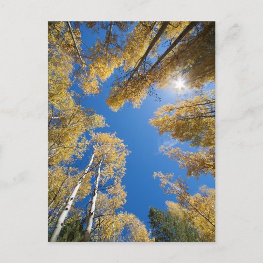 Aspen is overal briefkaart (Voorkant)