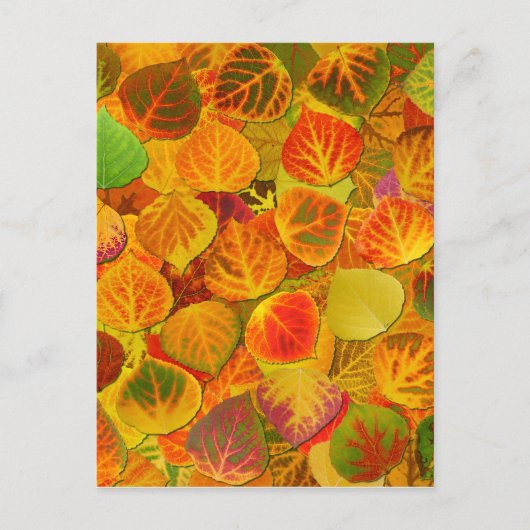 Aspen Leaves Collage Solid Medley 1 Briefkaart (Voorkant)