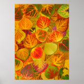 Aspen Leaves Collage Solid Medley 1 Poster (Voorkant)