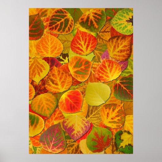 Aspen Leaves Collage Solid Medley 1 Poster (Voorkant)