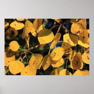 Aspen Poplar Leaves in het najaar Poster