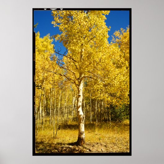 Aspen Tree, Cripple Creek, Colorado Poster (Devant)