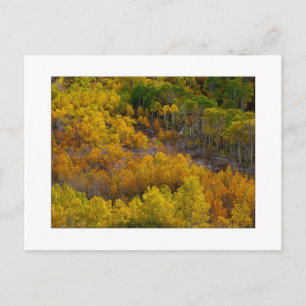 "Aspen Tree Hill" Briefkaart