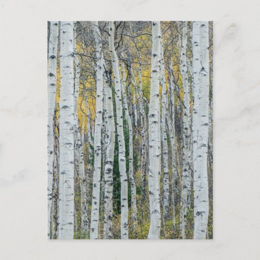 Aspen Tree Trunks | Aspen, Colorado Briefkaart (Voorkant)