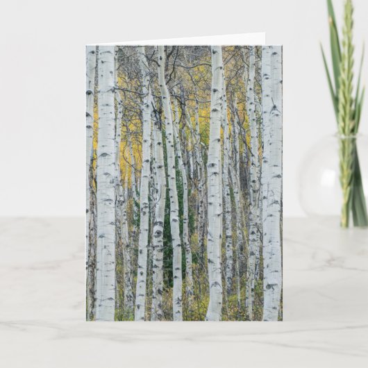 Aspen Tree Trunks | Aspen, Colorado Kaart (Voorkant)