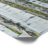 Aspen Tree Trunks | Aspen, Colorado Poster (Hoek)
