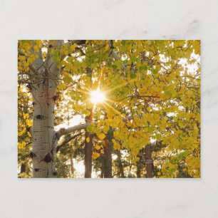 Aspen Trees Autumn Herfst Foliage Sunburst Briefkaart