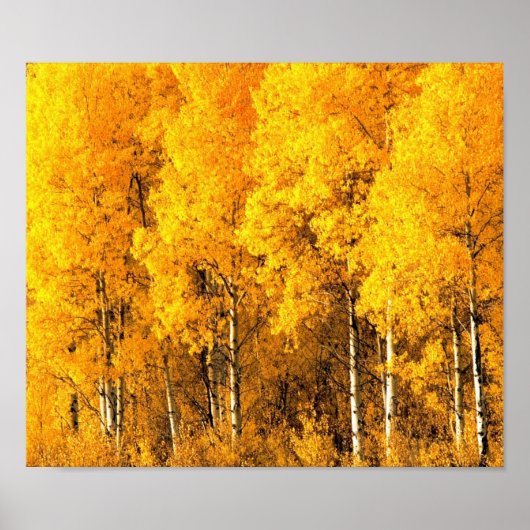Aspen Trees in Colorado Poster (Voorkant)