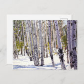 Aspen Trees in het bos Briefkaart (Voorkant / Achterkant)