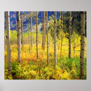 Aspen Trees in het najaar in de Rockies Poster