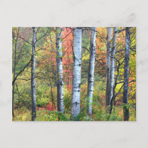 Aspen Trees in het najaar van het Briefkaart
