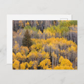 Aspen Trees | Nationaal bos van de witte rivier Briefkaart (Voorkant / Achterkant)