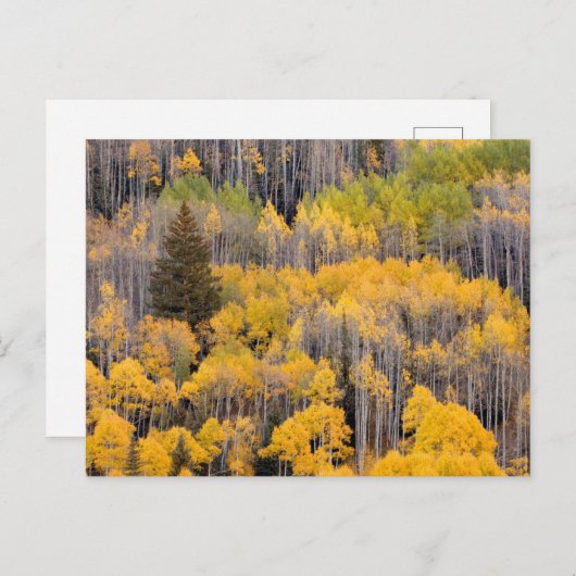 Aspen Trees | Nationaal bos van de witte rivier Briefkaart (Voorkant / Achterkant)