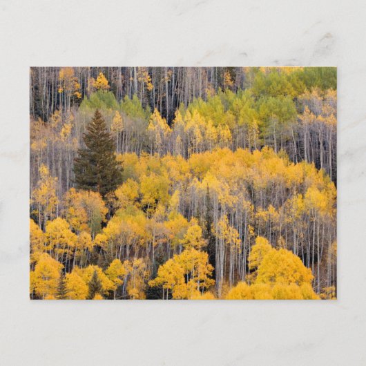 Aspen Trees | Nationaal bos van de witte rivier Briefkaart (Voorkant)