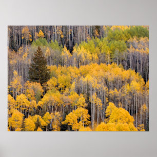 Aspen Trees Nationaal bos van de witte rivier Poster