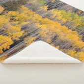 Aspen Trees | Nationaal bos van de witte rivier Sherpa Deken (3/4)