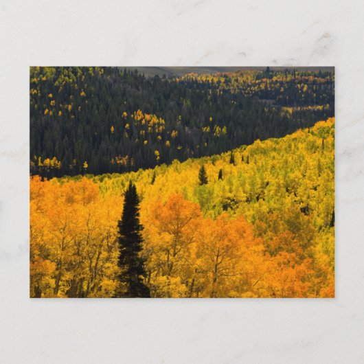 Aspen Trees (Populus Tremuloides) And Conifers Briefkaart (Voorkant)