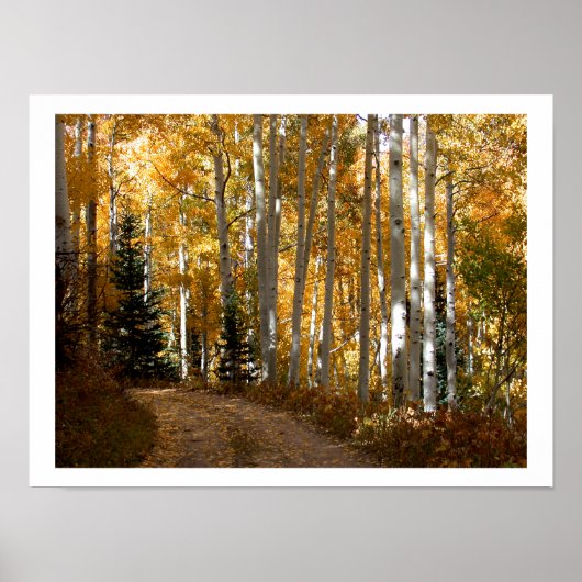 Aspen Trees Poster (Voorkant)