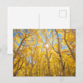 Aspen Trees | Sierra Nevada bergen, CA Briefkaart (Voorkant / Achterkant)
