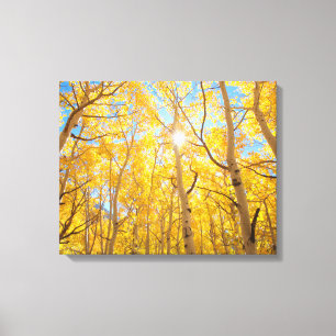 Aspen Trees Sierra Nevada bergen, CA Canvas Afdruk