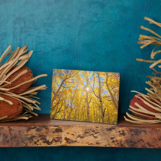 Aspen Trees | Sierra Nevada bergen, CA Fotoplaat (Zijkant)