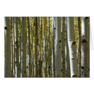 Aspen Trunks II-kaart