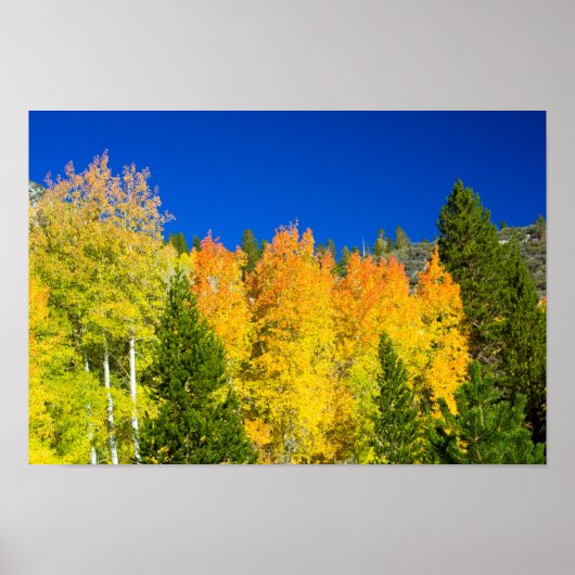 Aspens Aflame Poster (Voorkant)