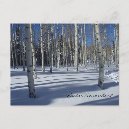 Aspens en hiver carte postale (Devant)