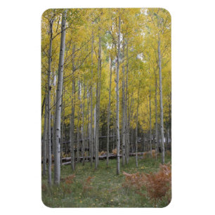 Aspen's gele gloed magneet